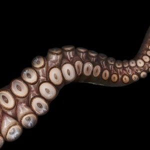 Meet your Posher, Tracey